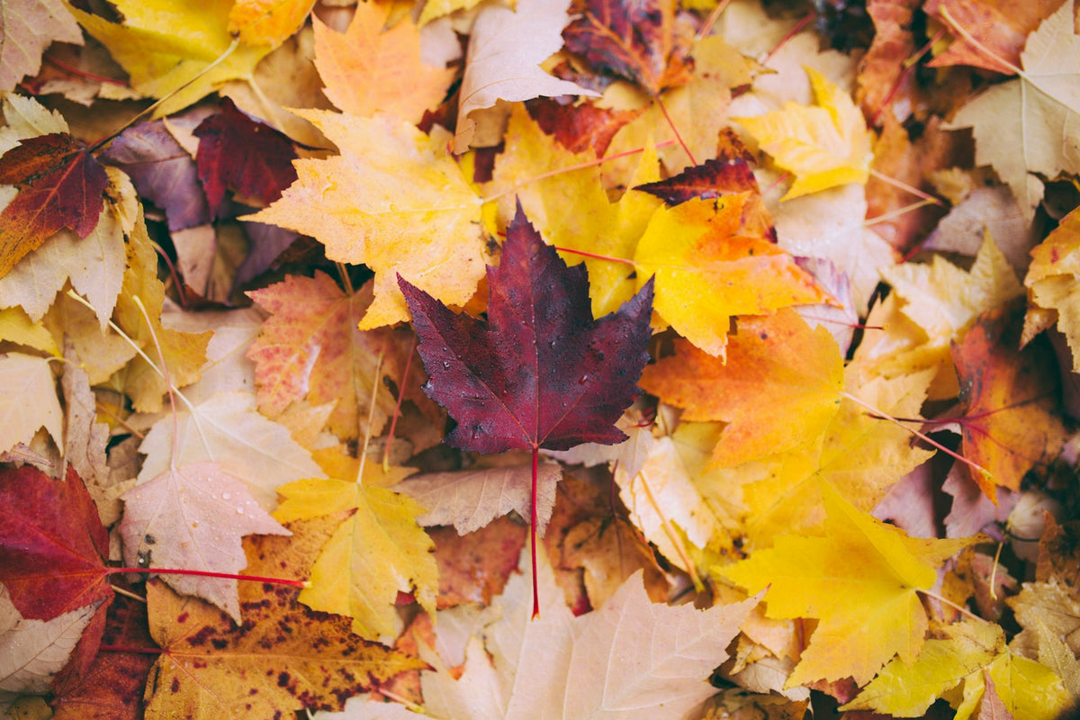 Fallen autumn leaves on the ground in a garden