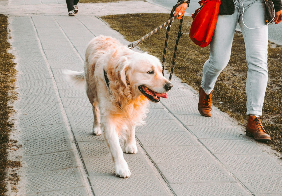 A golden retriever walking on a lead beside its owner