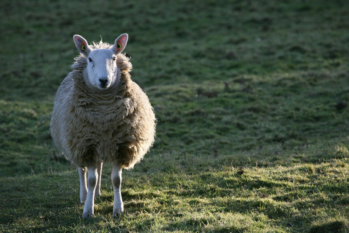 Sheep grazing in a green field in the British countryside