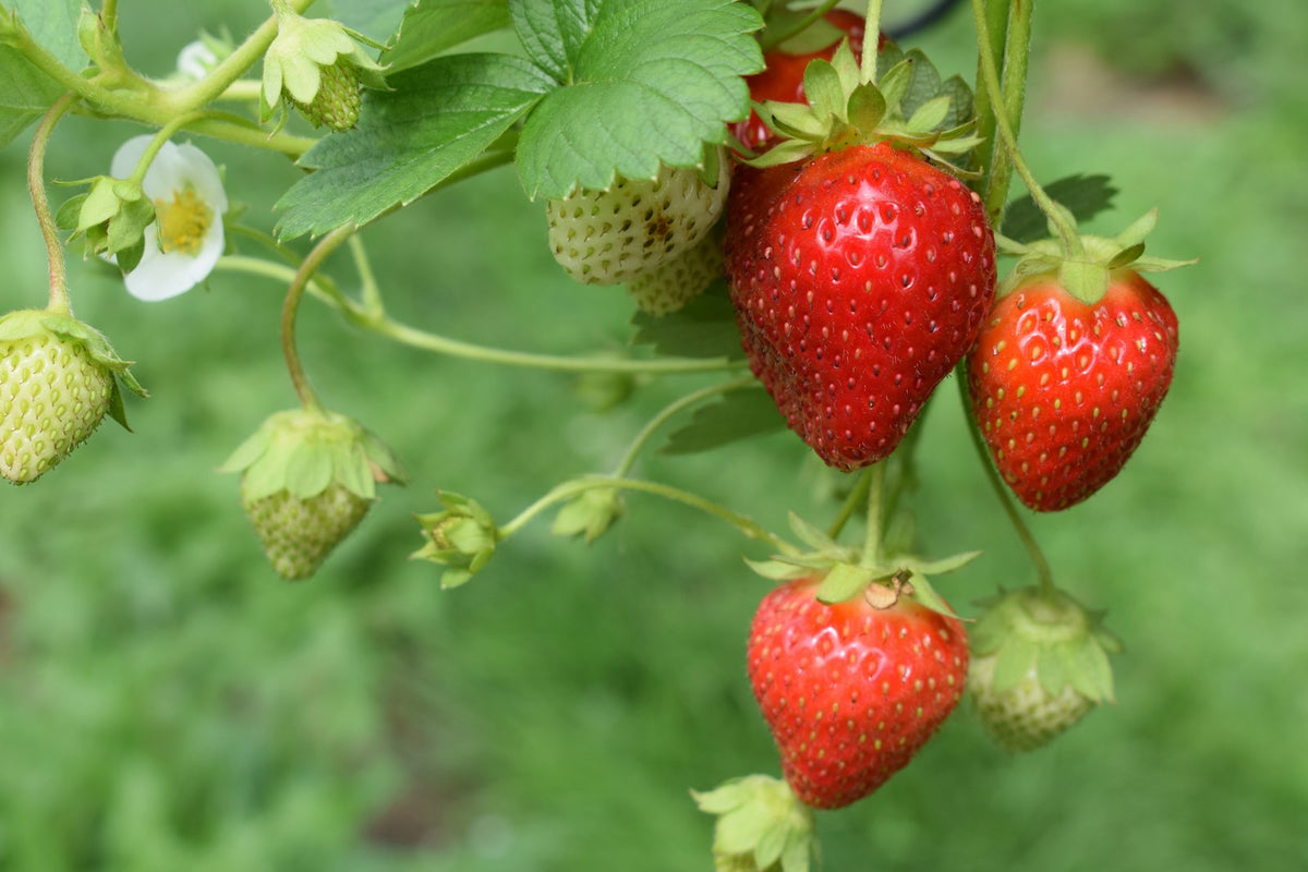 Ripe strawberries growing among leaves in a kitchen garden