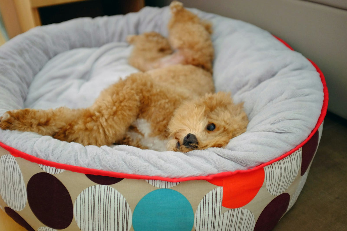 A brown dog curled up asleep in a soft dog bed