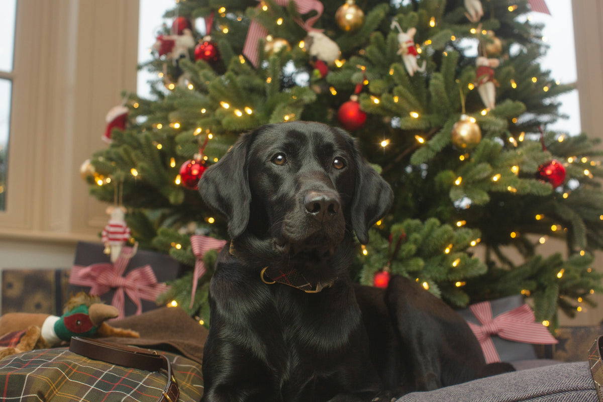 A black Labrador resting on a sofa beside a lit Christmas tree