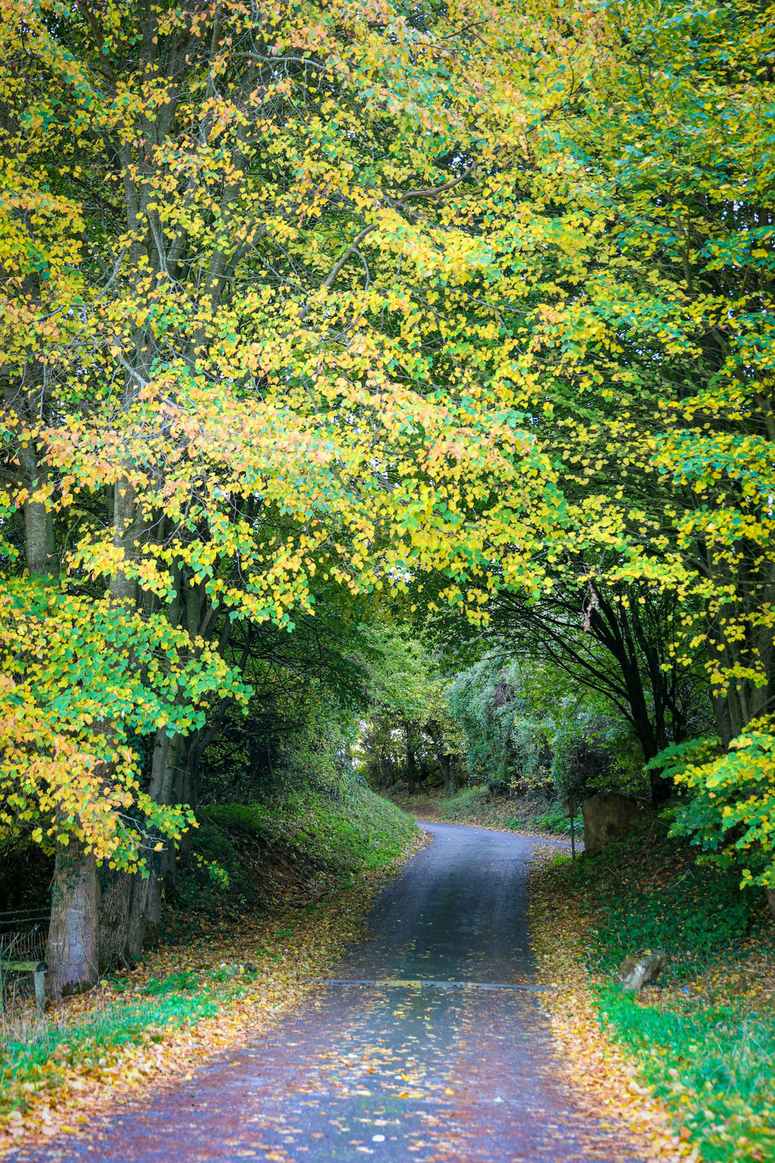 A road lined with trees in yellow autumn leaves