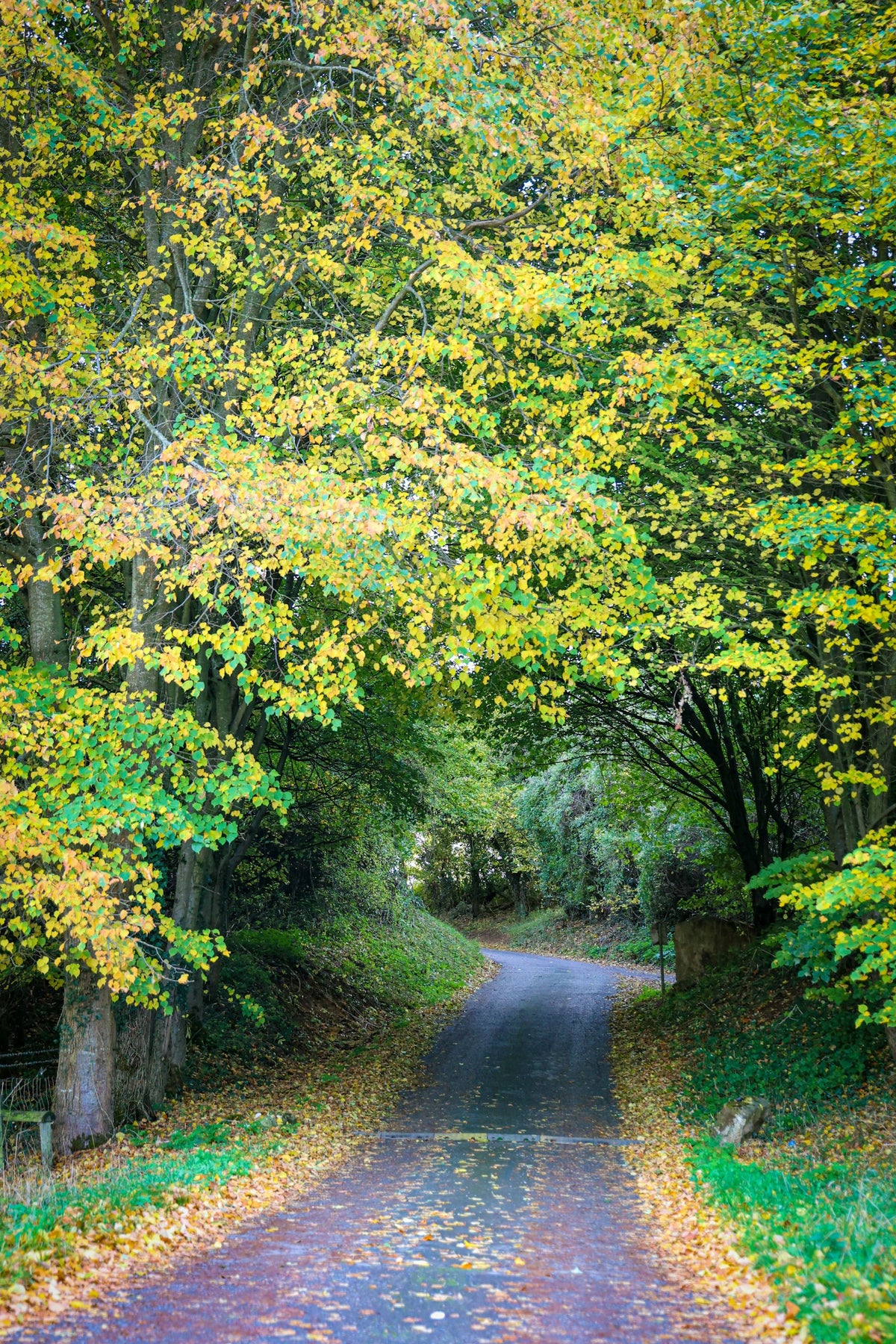 A road lined with trees in yellow autumn leaves