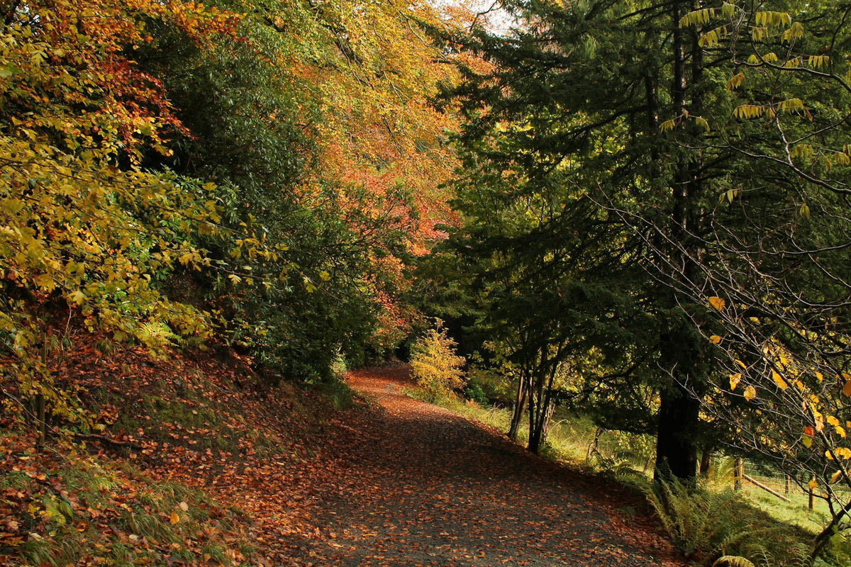 A country lane through woodland covered in autumn leaves