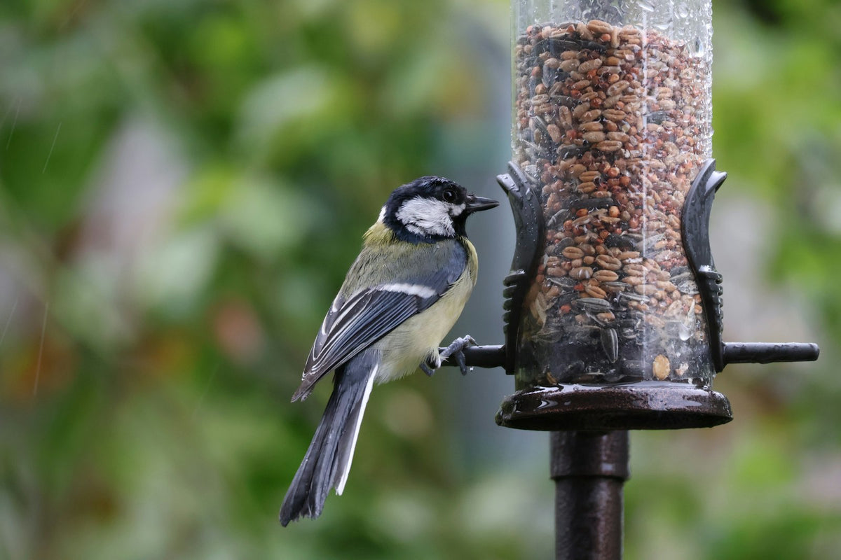 A great tit feeding at a garden bird feeder
