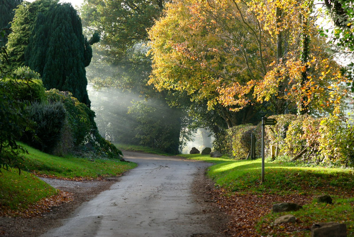 A dirt track lined with autumn trees and grass
