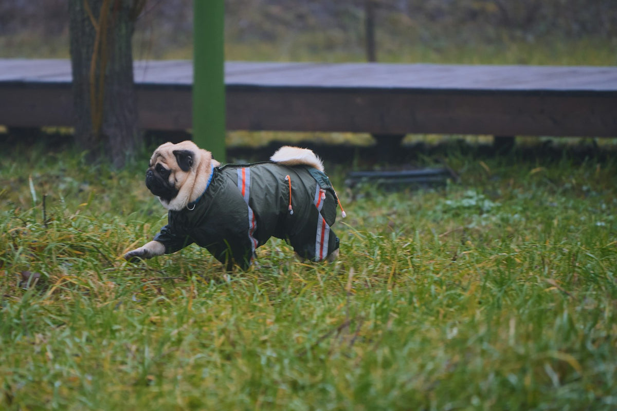 A small dog wearing a green coat walking through grass