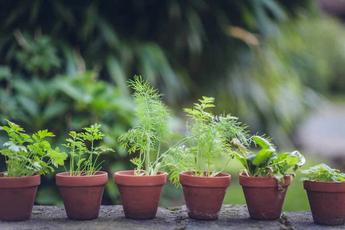 A green plant in a clay pot