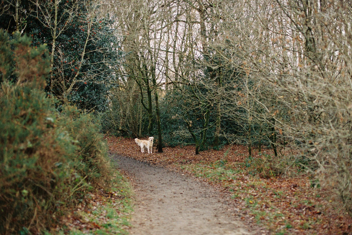 A dog on a path in a bare autumn wood
