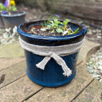 Wool Pot Scarf, Natural Slug and Snail Barrier (5m), view 2