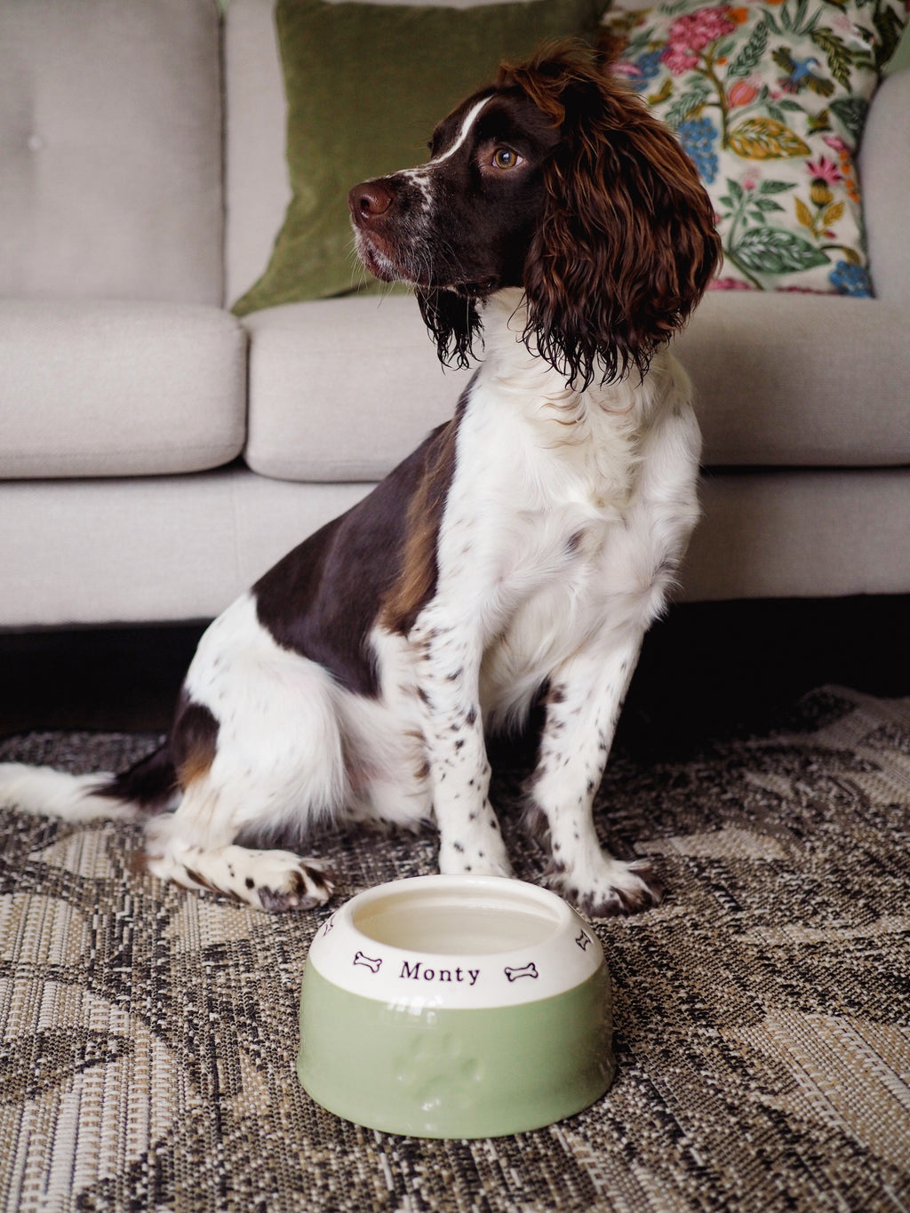 Springer Spaniel Ear-Free Dog Bowl
