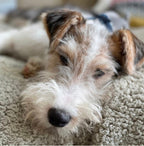 Handmade Sherpa Fleece Dog Blanket, view 3