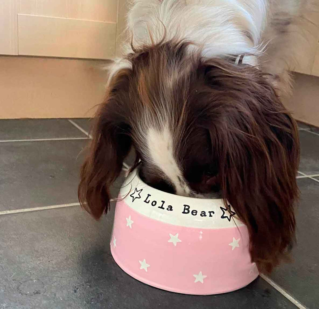 Springer Spaniel Ear-Free Dog Bowl, image 5