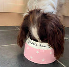 Springer Spaniel Ear-Free Dog Bowl, image 5