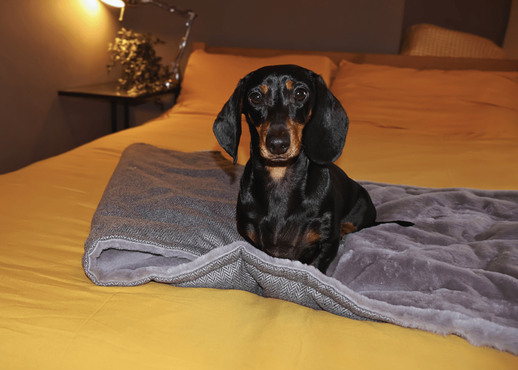 Balmoral grey herringbone and faux fur reversible dog blanket, view 3