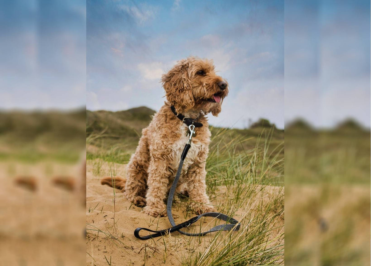 The Balmoral Herringbone and Leather Dog Collar