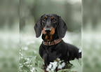 The Lincoln Tweed & Leather Dog Collar, view 2