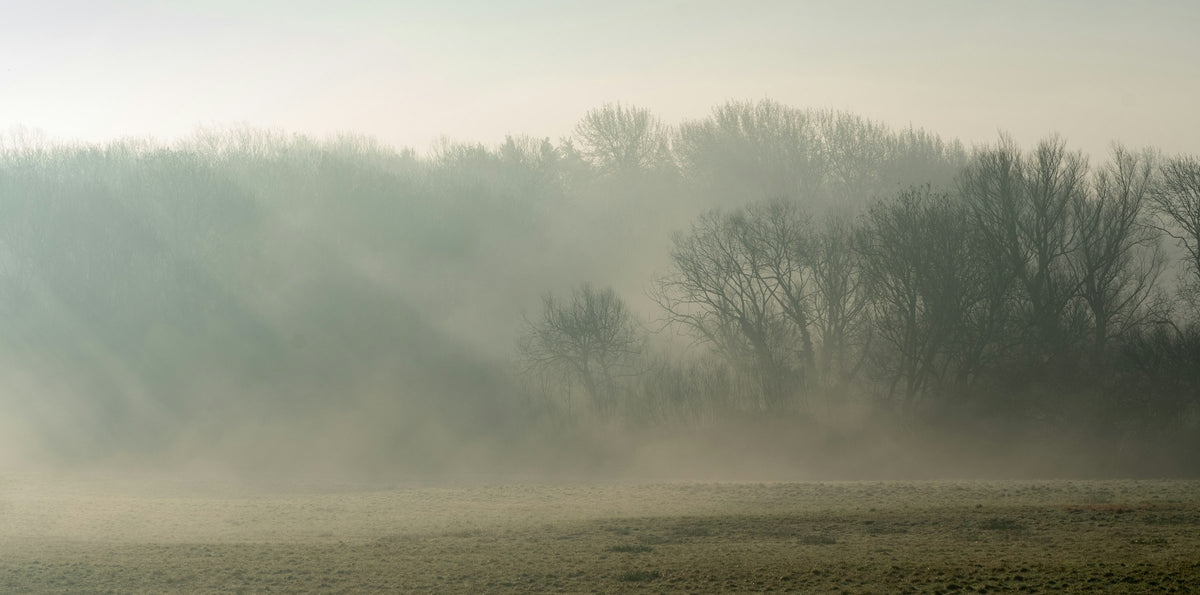 Bare trees in a misty English field at dawn