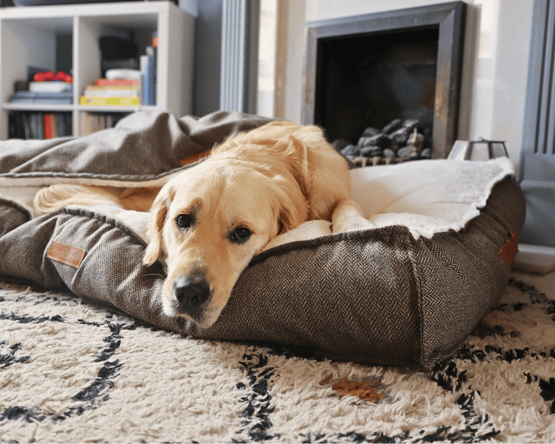 The Lincoln Tweed Pillow Dog Bed